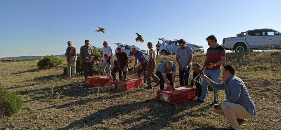 Eskişehir’de Yüzlerce Kınalı Keklik Doğaya Salındı