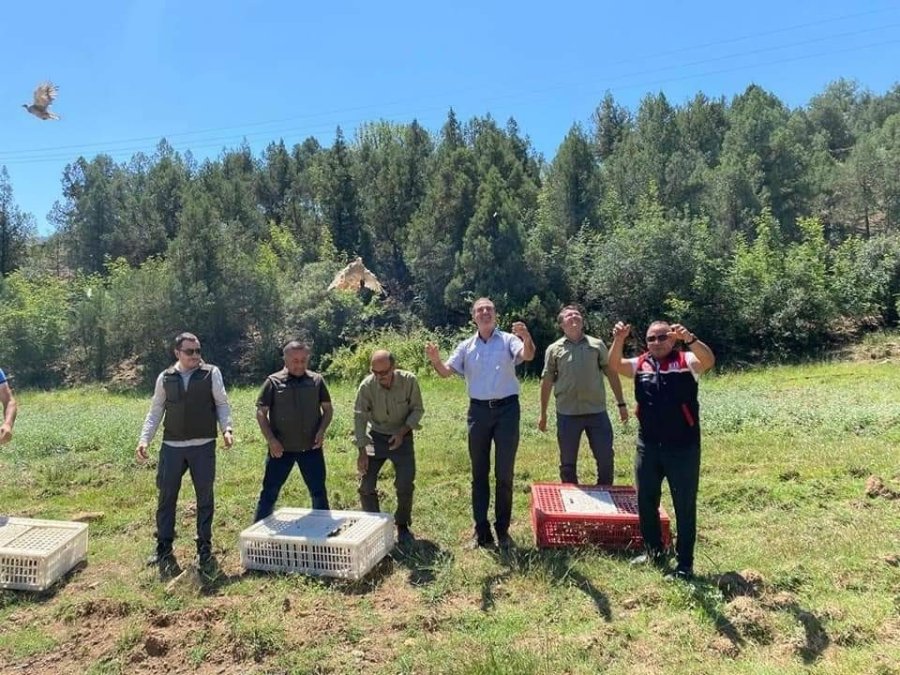 Eskişehir’de Yüzlerce Kınalı Keklik Doğaya Salındı