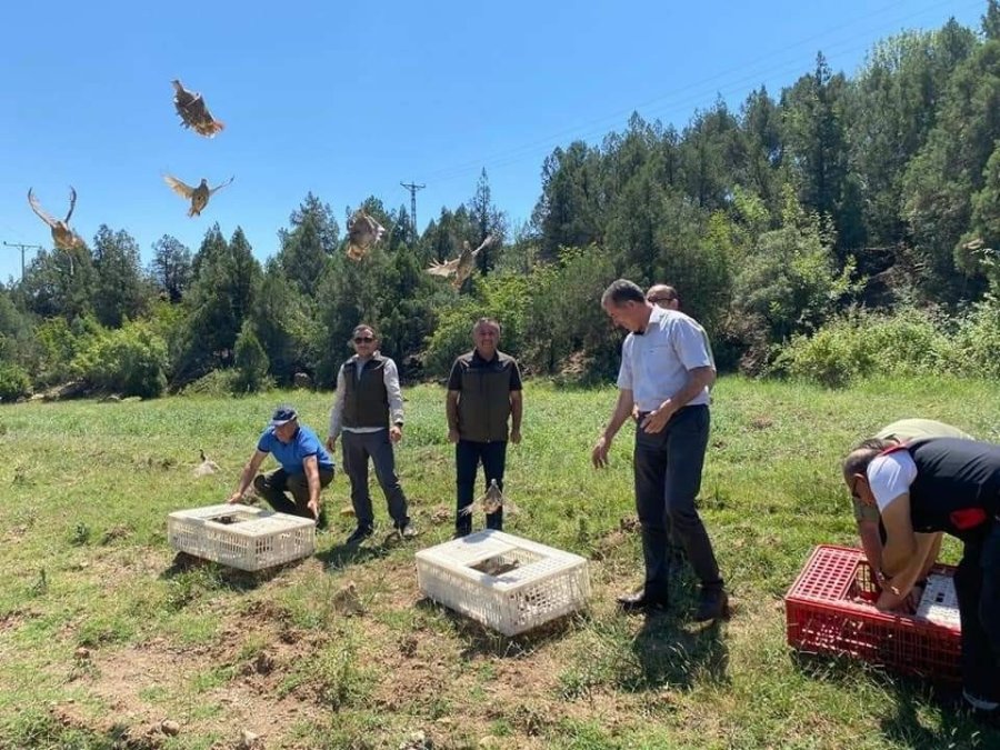 Eskişehir’de Yüzlerce Kınalı Keklik Doğaya Salındı