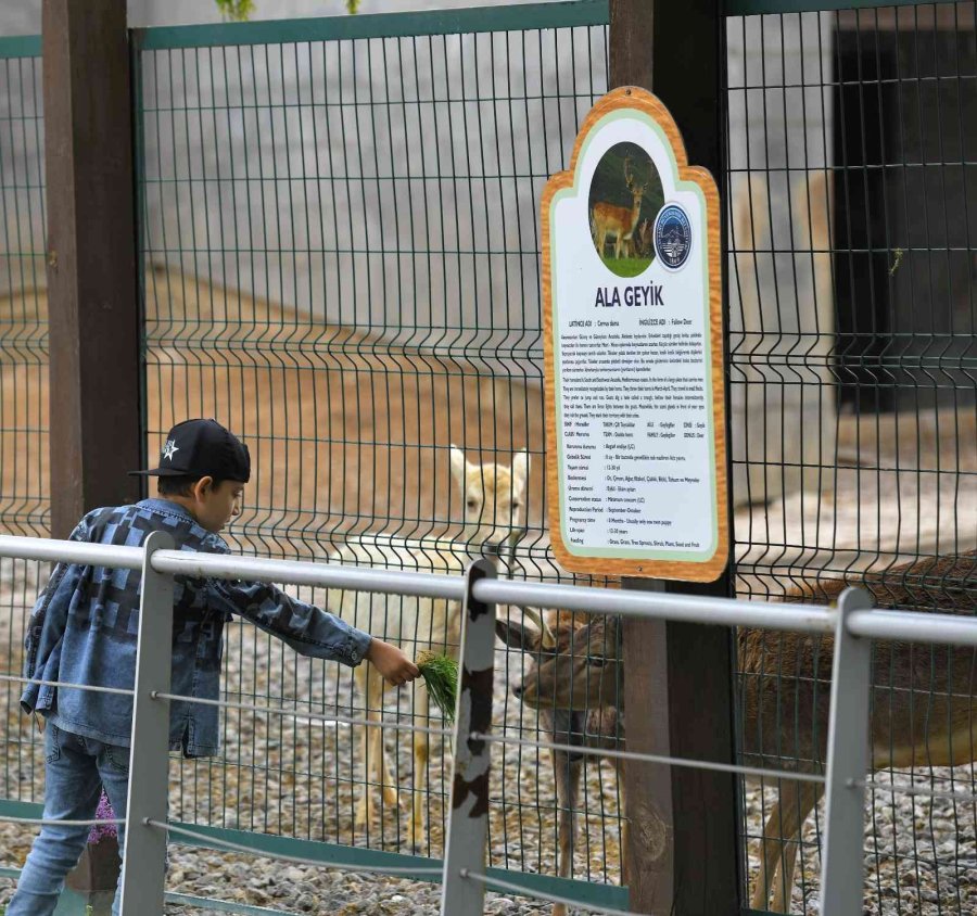 Büyükşehir’in Hayvanat Bahçesi Kurban Bayramı’nda Ücretsiz