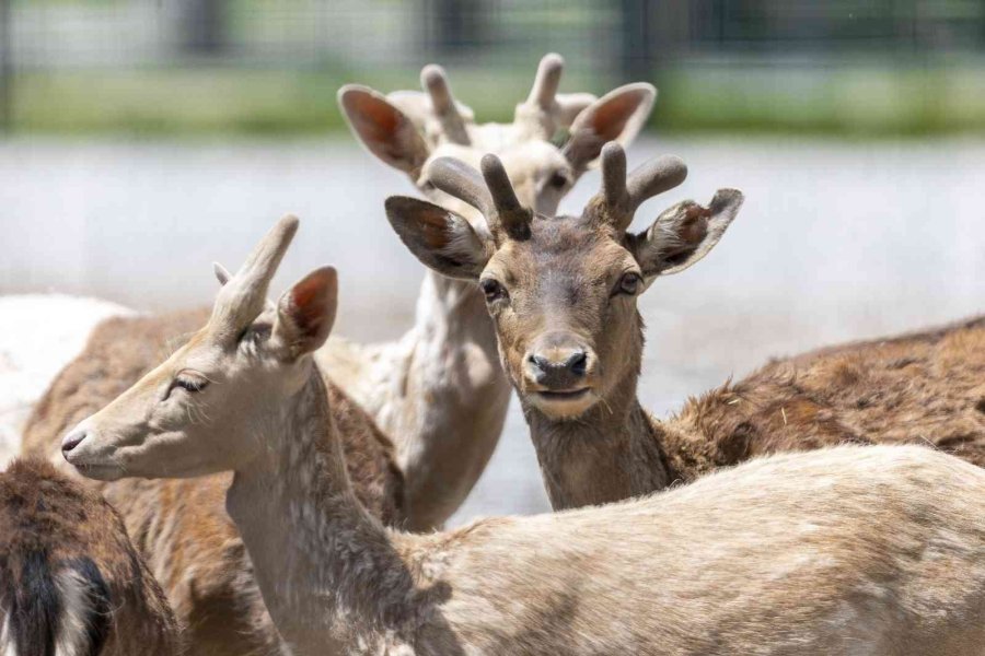 Büyükşehir’in Hayvanat Bahçesi Kurban Bayramı’nda Ücretsiz