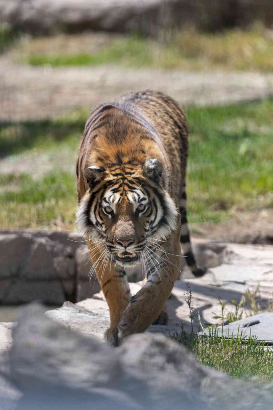 Büyükşehir’in Hayvanat Bahçesi Kurban Bayramı’nda Ücretsiz