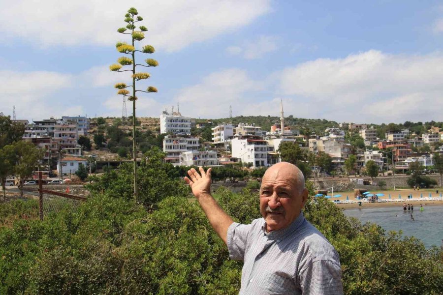 Bir Ayda 5 Metre Uzamıştı, 60 Yıl Sonra Çiçek Açtı