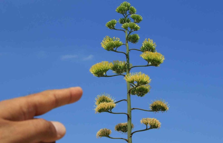 Bir Ayda 5 Metre Uzamıştı, 60 Yıl Sonra Çiçek Açtı