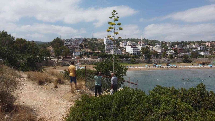 Bir Ayda 5 Metre Uzamıştı, 60 Yıl Sonra Çiçek Açtı