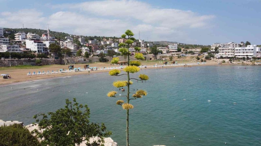 Bir Ayda 5 Metre Uzamıştı, 60 Yıl Sonra Çiçek Açtı