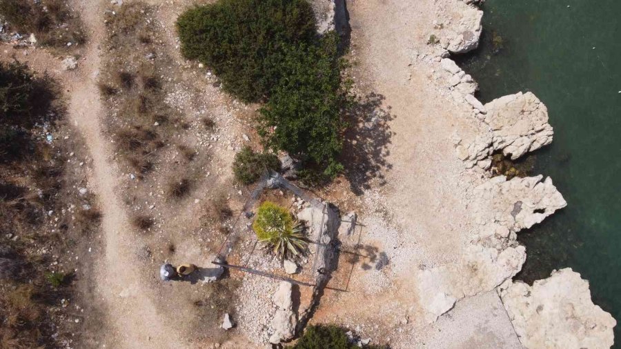 Bir Ayda 5 Metre Uzamıştı, 60 Yıl Sonra Çiçek Açtı