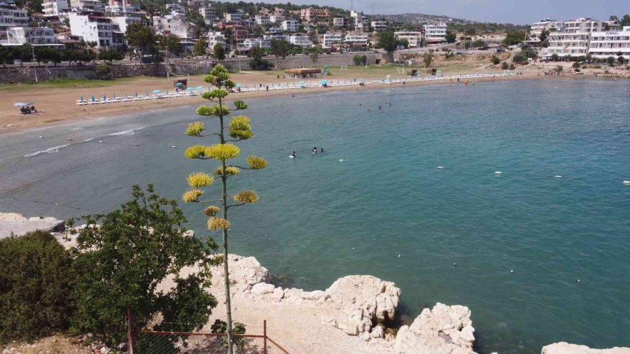 Bir Ayda 5 Metre Uzamıştı, 60 Yıl Sonra Çiçek Açtı