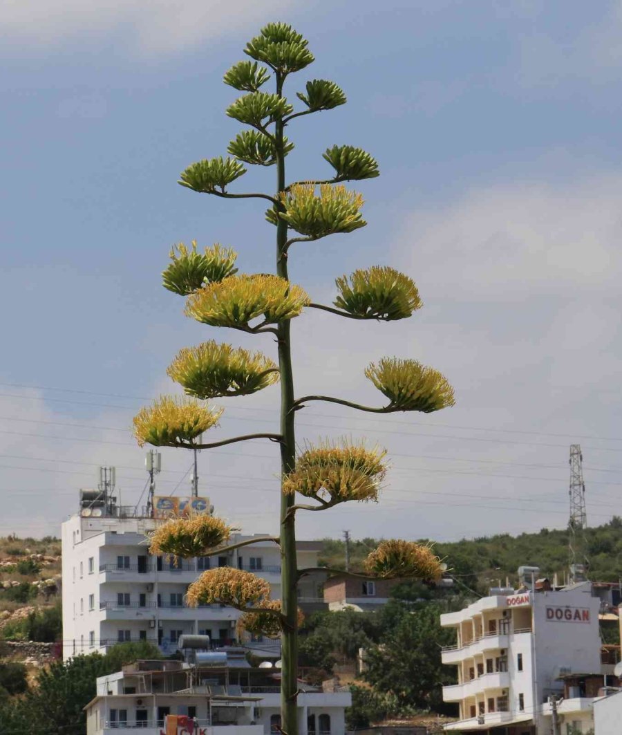 Bir Ayda 5 Metre Uzamıştı, 60 Yıl Sonra Çiçek Açtı