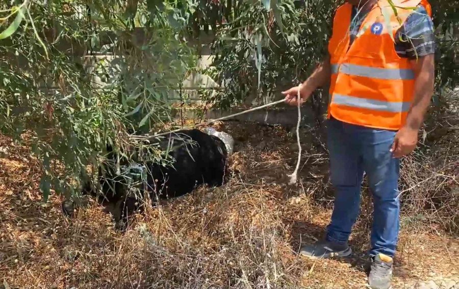 Antalya’da Ekiplerin Kaçan Danayla Mücadelesi