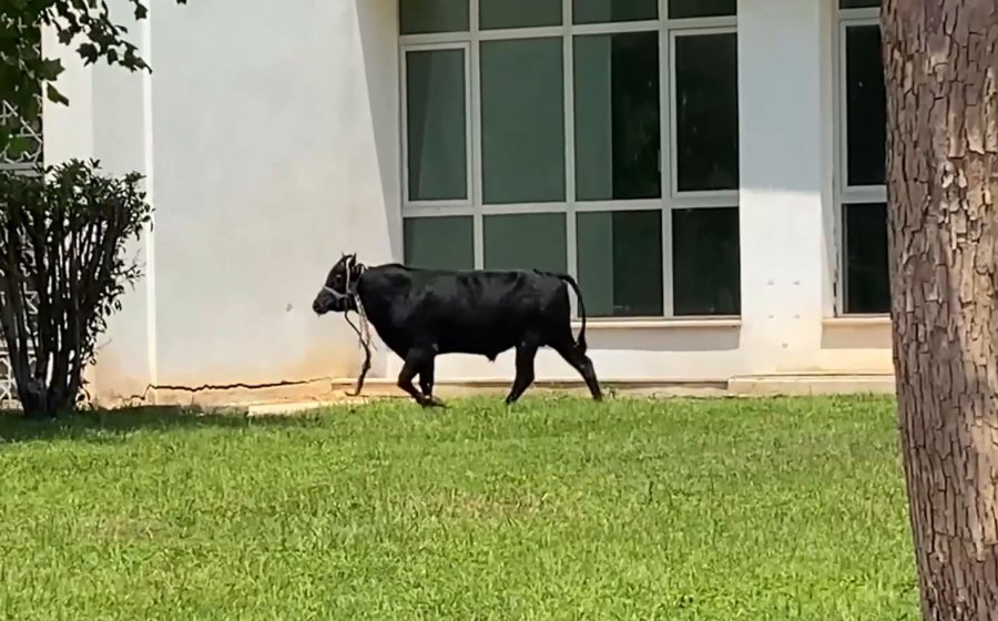 Antalya’da Ekiplerin Kaçan Danayla Mücadelesi