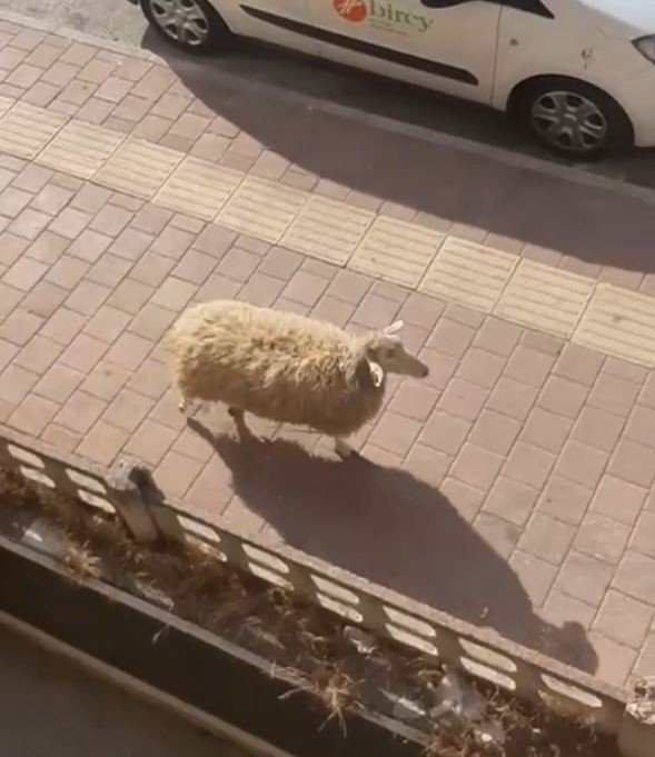 Antalya’da Firari Kurbanlıklar Bayramı Beklemedi