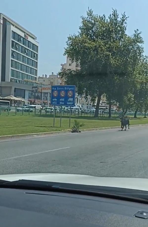 Antalya’da Firari Kurbanlıklar Bayramı Beklemedi