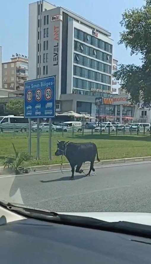 Antalya’da Firari Kurbanlıklar Bayramı Beklemedi