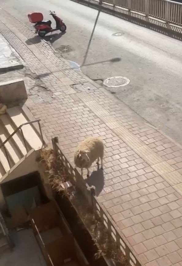 Antalya’da Firari Kurbanlıklar Bayramı Beklemedi