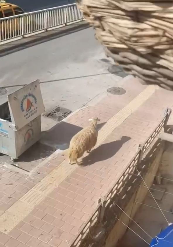 Antalya’da Firari Kurbanlıklar Bayramı Beklemedi