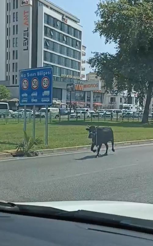 Antalya’da Firari Kurbanlıklar Bayramı Beklemedi