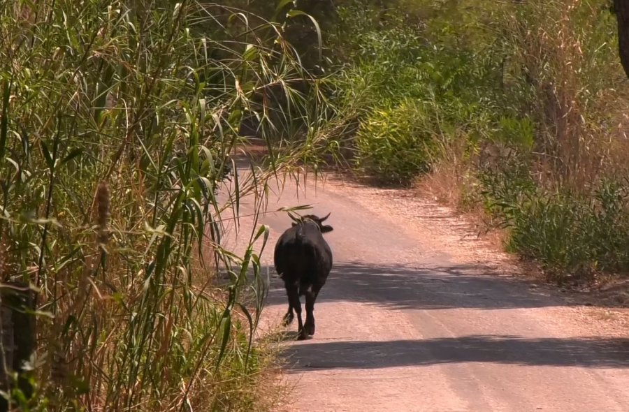 Antalya’da Ekiplerin Kaçan Danayla Mücadelesi