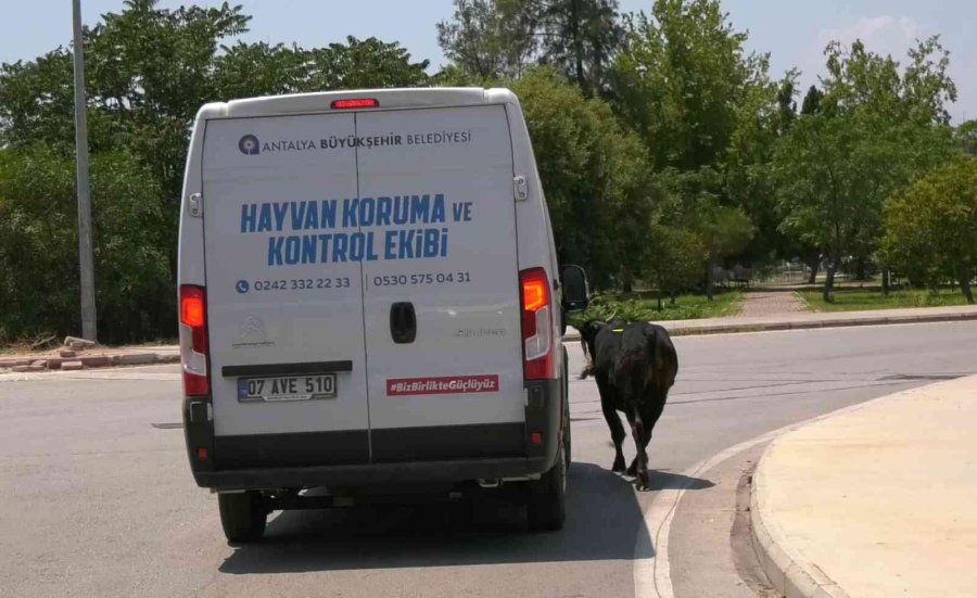 Antalya’da Ekiplerin Kaçan Danayla Mücadelesi