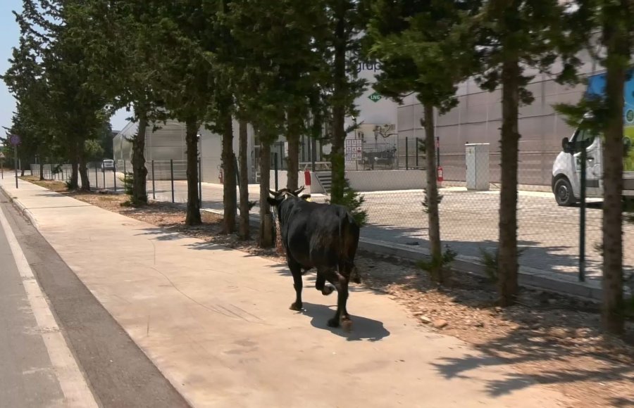 Antalya’da Ekiplerin Kaçan Danayla Mücadelesi