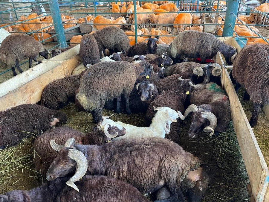 Kurban Pazarları Her Bütçeye Hitap Ediyor