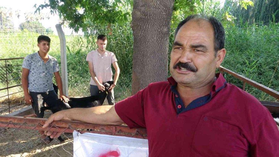 Denize Atlayan Keçi ’ferdinand’a Arkadaş Olacak