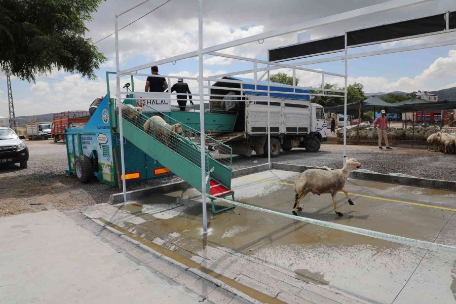 Belediye Yıkıyor, Kurbanlıklar Görücüye Çıkıyor