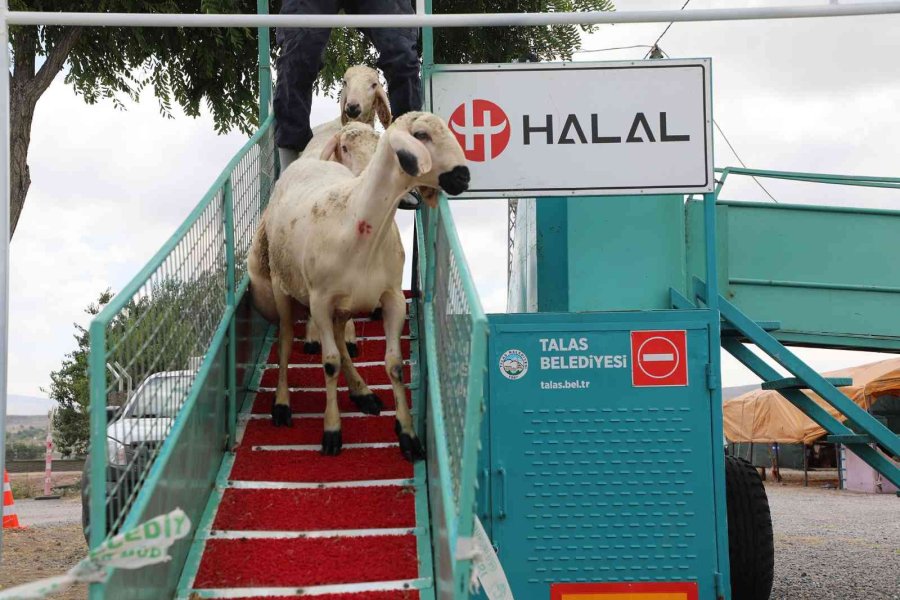 Belediye Yıkıyor, Kurbanlıklar Görücüye Çıkıyor
