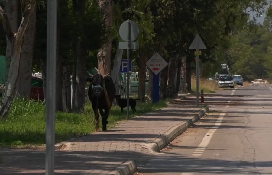 Antalya’da Ekiplerin Kaçan Danayla Mücadelesi