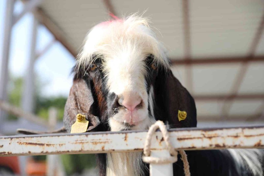 Büyükşehir’den 3 Noktada Kurban Kesim Hizmeti