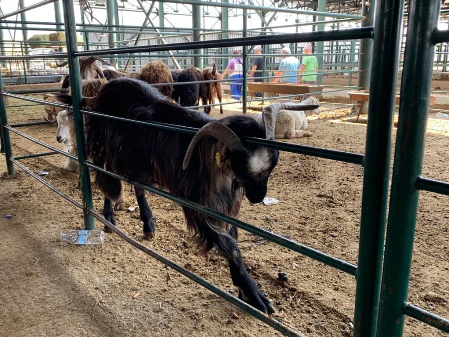 "fiyatları Biraz Düşürdükten Sonra Satışlarımız Arttı"