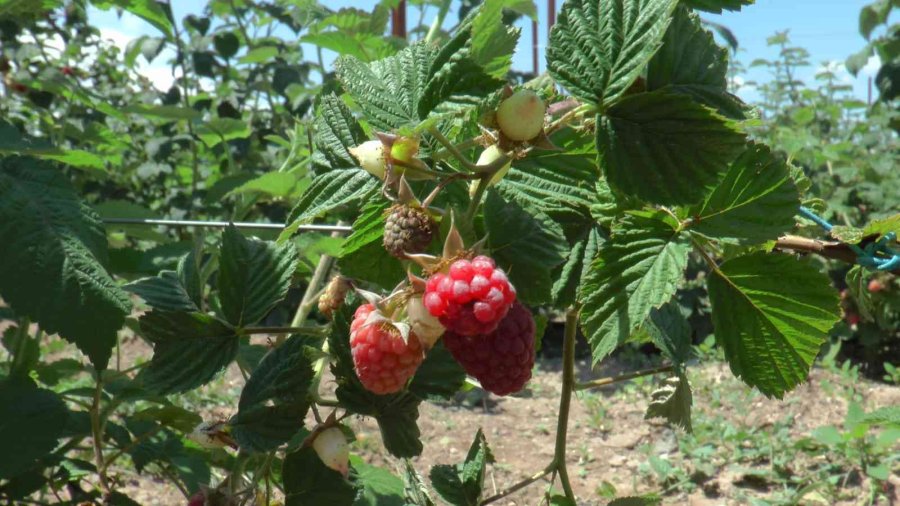 Bu Bahçenin Ziyaretçileri Meyvelerini Dalından Yiyor