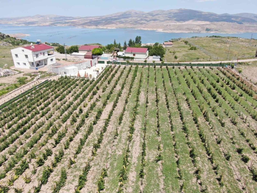 Bu Bahçenin Ziyaretçileri Meyvelerini Dalından Yiyor