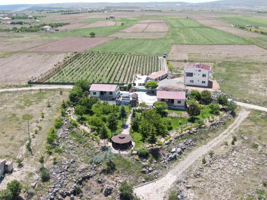 Bu Bahçenin Ziyaretçileri Meyvelerini Dalından Yiyor