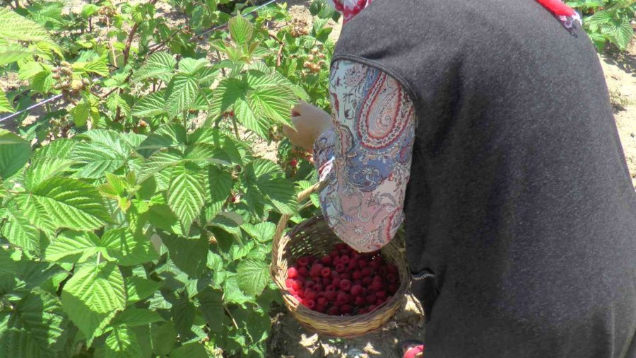 Bu Bahçenin Ziyaretçileri Meyvelerini Dalından Yiyor