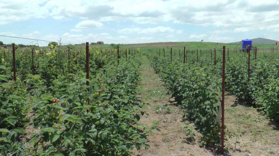Bu Bahçenin Ziyaretçileri Meyvelerini Dalından Yiyor