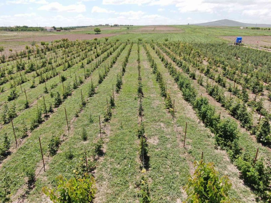 Bu Bahçenin Ziyaretçileri Meyvelerini Dalından Yiyor