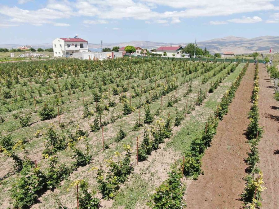 Bu Bahçenin Ziyaretçileri Meyvelerini Dalından Yiyor