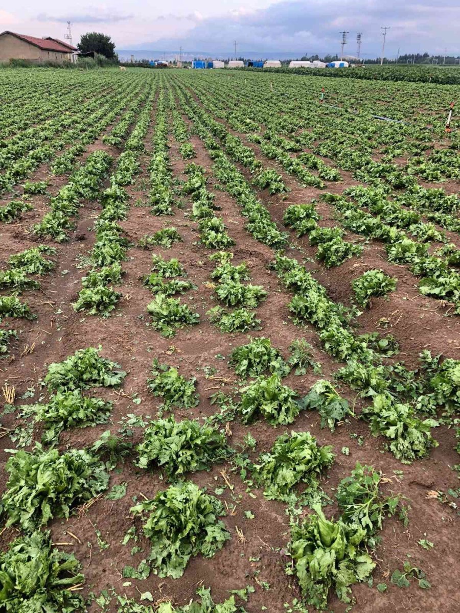 Prof. Dr. Emine Nur Özkan Günay: “devletimiz Vatandaşımızın Yanında”