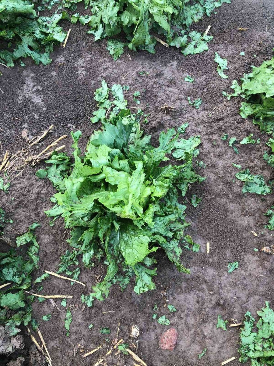 Prof. Dr. Emine Nur Özkan Günay: “devletimiz Vatandaşımızın Yanında”