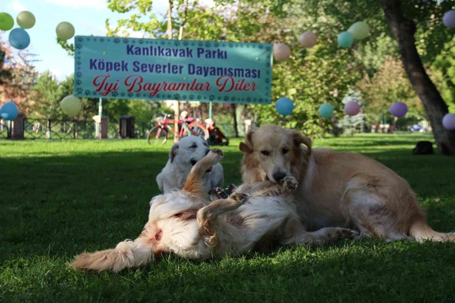 Hayvanlara Şiddete Karşı Farkındalık Oluşturmak İçin ‘pati Şenliği’nde Buluştular