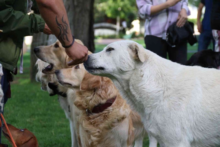 Hayvanlara Şiddete Karşı Farkındalık Oluşturmak İçin ‘pati Şenliği’nde Buluştular