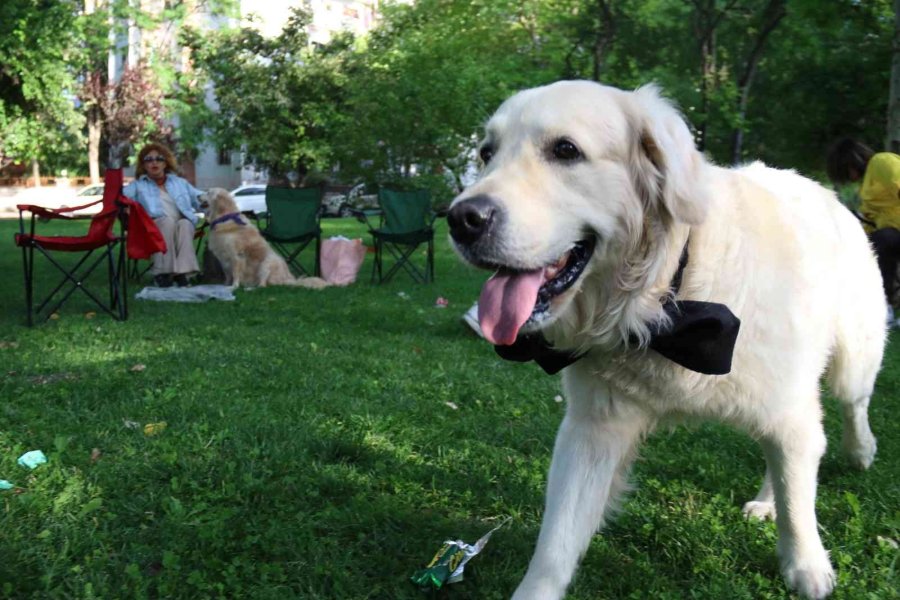 Hayvanlara Şiddete Karşı Farkındalık Oluşturmak İçin ‘pati Şenliği’nde Buluştular