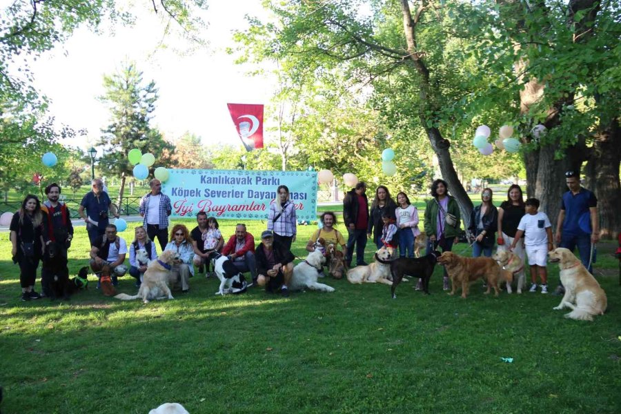 Hayvanlara Şiddete Karşı Farkındalık Oluşturmak İçin ‘pati Şenliği’nde Buluştular
