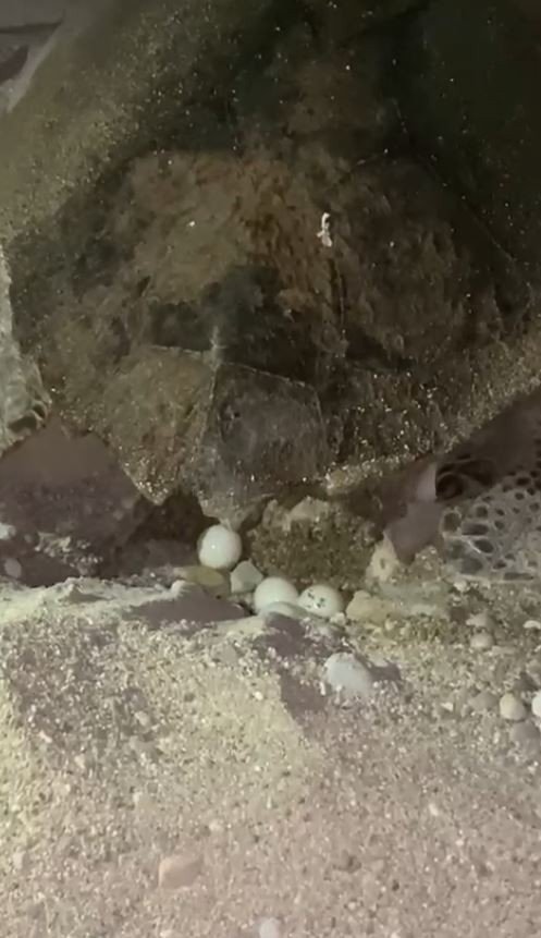 Yumurtlayan Carettaya Flaşlı Cep Telefonu Eziyeti