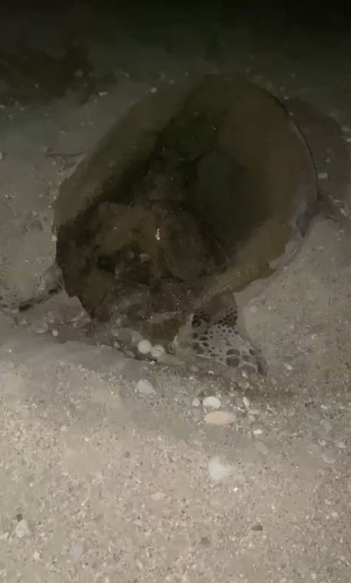 Yumurtlayan Carettaya Flaşlı Cep Telefonu Eziyeti