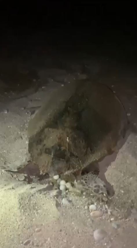 Yumurtlayan Carettaya Flaşlı Cep Telefonu Eziyeti