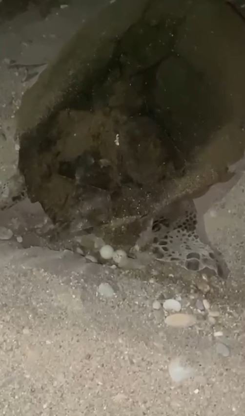 Yumurtlayan Carettaya Flaşlı Cep Telefonu Eziyeti