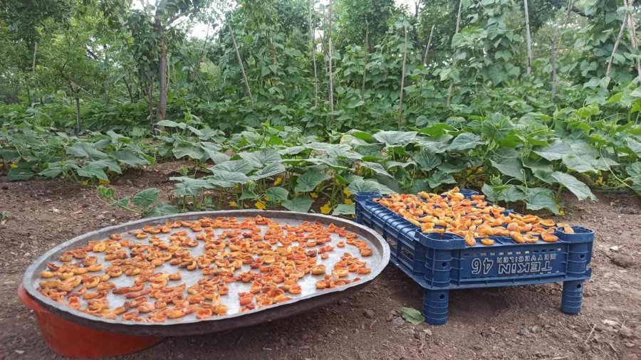 Olgunlaşan Kayısılar Kurutulmaya Bırakıldı