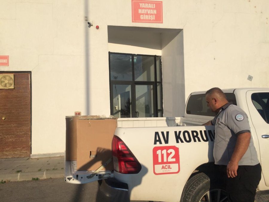 Anneleri Ölen Yavru Leylekler Koruma Altına Alındı